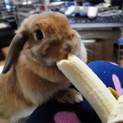cute bunny eating banana.gif